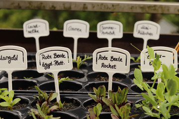plants in nursery pots on a balcony. Every plant has a sign with their name written on it in german.