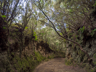 Ground road in jungle of Tenerife iceland