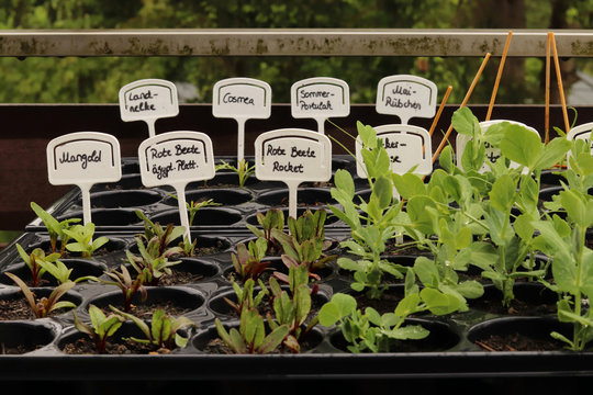 plants in nursery pots on a balcony. Every plant has a sign with their name written on it in german.