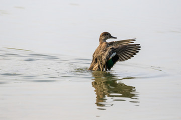 anatra nel lago con le ali aperte	