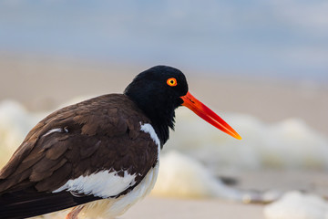 American Oystercatcher (Haematopus palliatus) walks along the beach at sunrise in Cape May, NJ