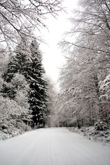 A road among trees covered with snow