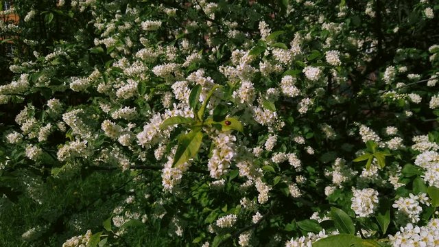 Schersmin Philadelphus or Green Spire tree during spring