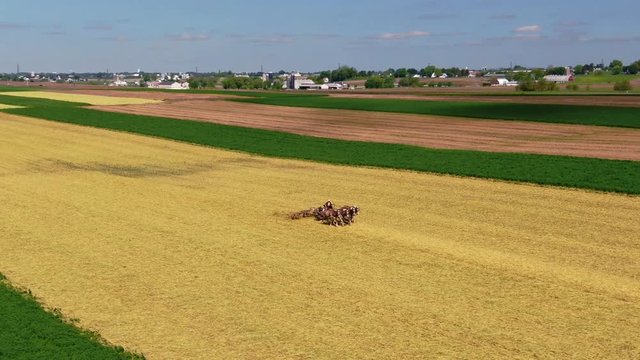 Horse farmer windrowing hay, horse-drawn agricultural farming, ecological agriculture, aerial view of a farmer with horses in Pennsylvania