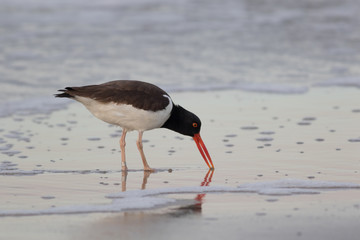 American Oystercatcher (Haematopus palliatus) walks along the beach at sunrise in Cape May, NJ