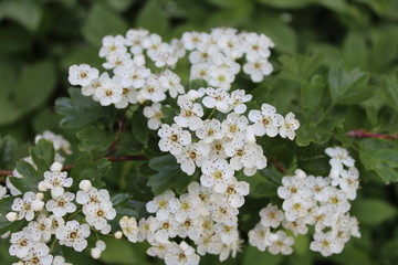  Shrub blossoms