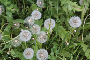  Dandelions are spread out