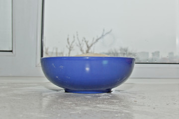 A pile of kneaded dough sprinkled with wheat flour lies in a blue bowl on a white kitchen table. baking, cooking