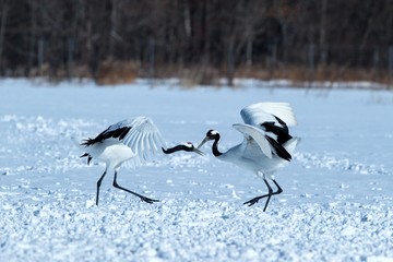 Dancing red crowned cranes (grus japonensis) with open wings on snowy meadow, mating dance ritual, winter, Hokkaido, Japan, japanese crane, beautiful white and black birds, elegant, wildlife