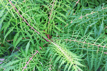 Plants in the Park in summer create a variety of backgrounds .