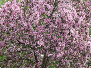 Sakura blossoms: many pink flowers fill the entire space, background