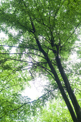 Fototapeta premium closeup of big hornbeam tree in the forest