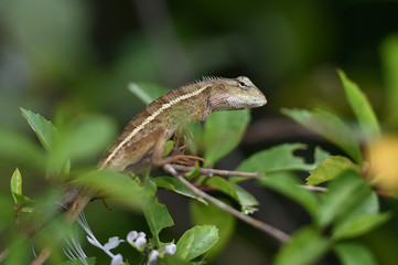 Chameleons are scaly, long tails, and can change the color of their skin