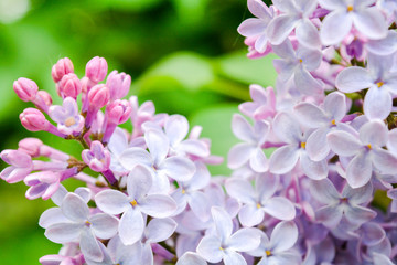 Fototapeta na wymiar Lilac flowers blooming in spring garden. Common lilac Syringa vulgaris bush