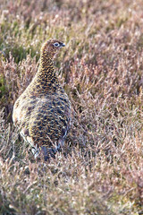 Red Gouse (Lagopus lagopus scotica), female on a heather moor, North York Moors National Park, Yorkshire, England, UK.