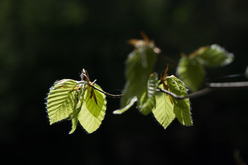 Buchenblatt im Frühling