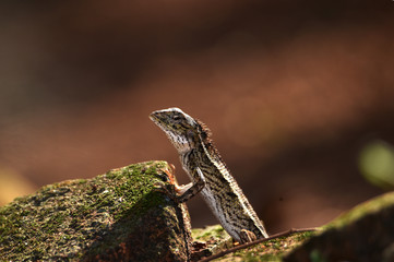 Chameleons are scaly, long tails, and can change the color of their skin