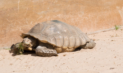 giant tortoise against a wall