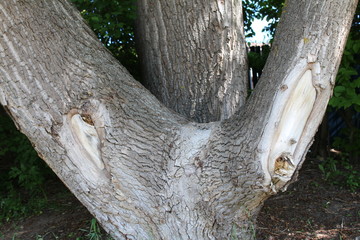  three trunks of one tree