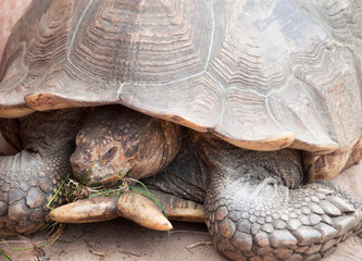 Fototapeta premium giant tortoise eating grass