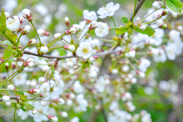 Wild apple tree branch with white flowers