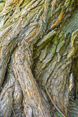 Texture of tree bark with green moss