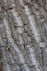  tree bark
