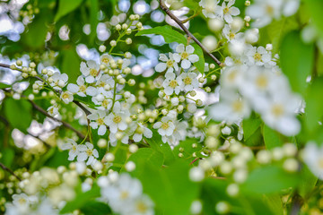 Bird cherry tree in blossom. Close-up of a Tree with white little Flowers