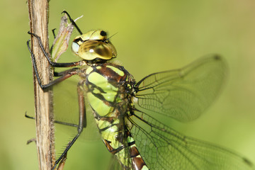Female southern hawker (Aeshna cyanea), macro