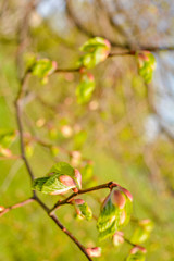 Tree branch with young blossoming leaves on blurred background in the spring