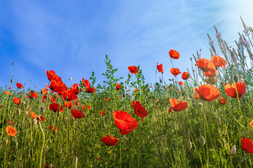 Obraz premium Klatschmohnblumen im Gegenlicht
