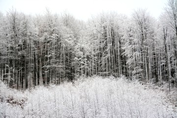 deciduous forest covered with snow