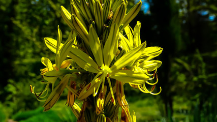yellow flower