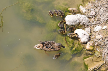 Madre e hijos patos en Desembocadura del rio Foix en provincia de Barcelona