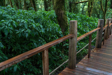 bridge, forest, nature, wood, path, wooden, green, trees, walkway, tree, park, trail, landscape, boardwalk, pathway, summer, jungle, footpath, natural, woods, outdoors, walk, outdoor, road, river