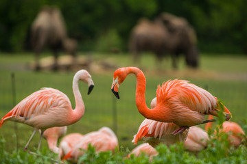 Pack of bright birds in a green meadow near the lake. Exotic flamingos saturated pink and orange colors with fluffy feathers