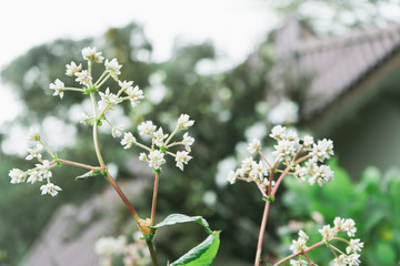 flower, spring, nature, tree, blossom, plant, white, flowers, green, branch, flora, garden, bloom, beauty, summer, macro, leaf, cherry, apple, season, grass, petal, beautiful, blooming, forest