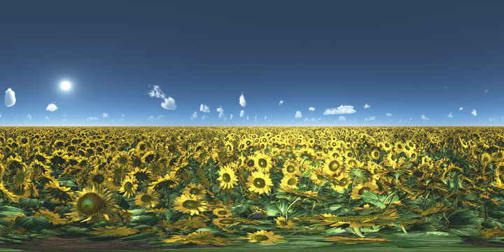 360 Grad Panorama mit einem Sonnenblumenfeld