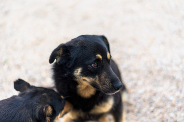 two dogs lick love, the manifestation of feelings in animals