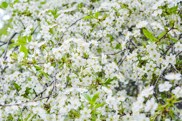 Close up of little white flowers on bush branch. Romantic blooming bush