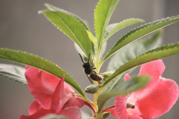 bee on a flower