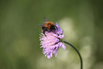 Bee on a flower