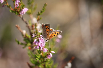 butterfly on a flower