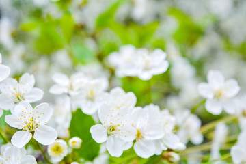 Obraz na płótnie Canvas Close up of little white flowers on bush branch. Romantic blooming bush