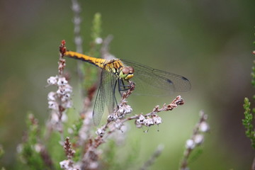 Dragonfly
