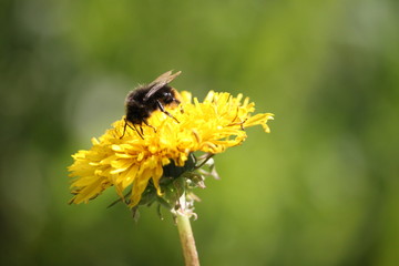 bee on a flower