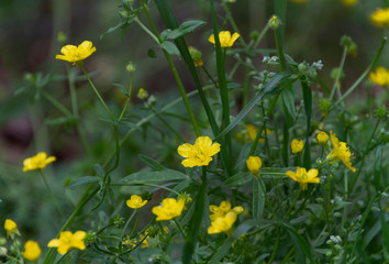 Prairie Broomweed, yellow wildflowers, Xanthocephalum dracunculoides