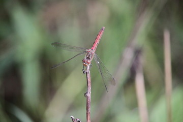 red dragonfly