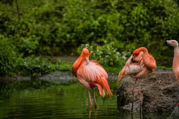 Fototapeta na wymiar Pack of bright birds in a green meadow near the lake. Exotic flamingos saturated pink and orange colors with fluffy feathers