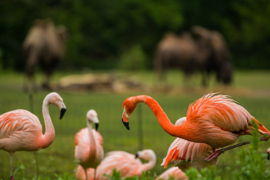 Pack of bright birds in a green meadow near the lake. Exotic flamingos saturated pink and orange colors with fluffy feathers